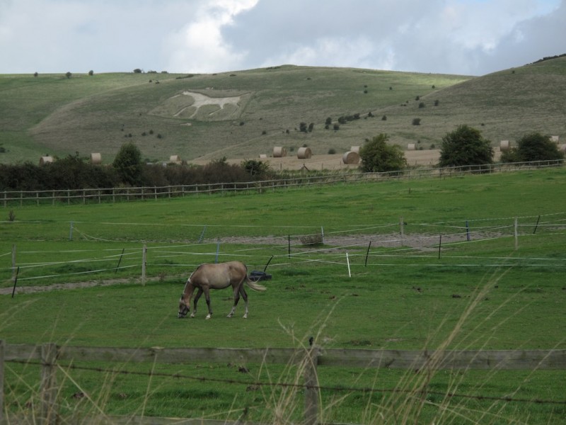 A horse stands in front of an etching of a horse in the hillside
