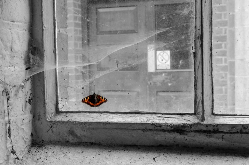 A lone butterfly lies trapped in the cobwebs of a window
