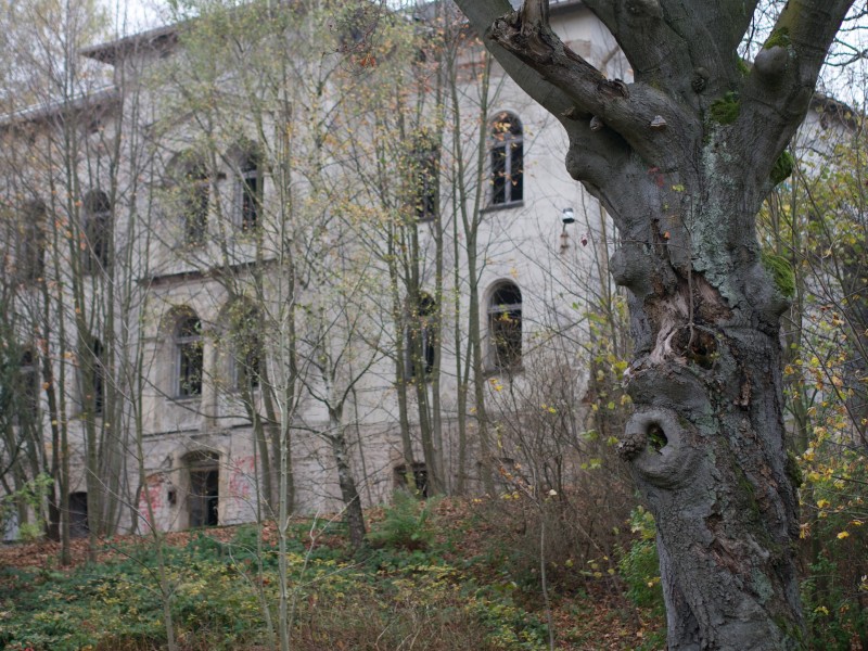 A once grand but now derelict building tries to hide from view behind a juvenile forest