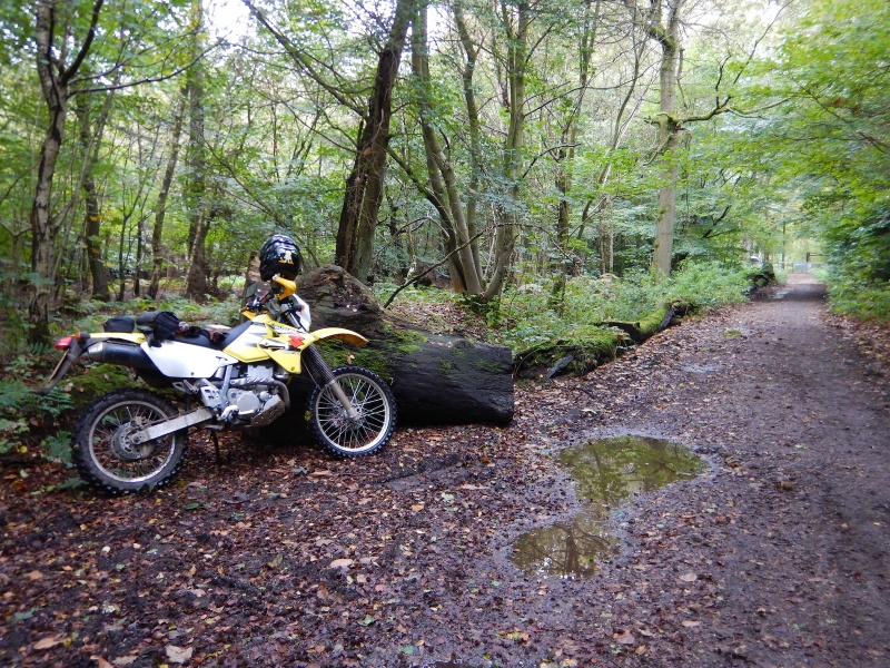 Dual sport Suzuki parked a the side of a wet trail running through an autumnal forest scene