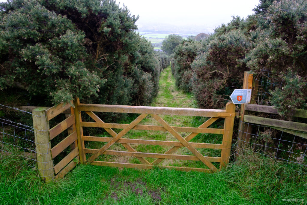 Wooden gateway then footpath downhill between two rows of fern trees